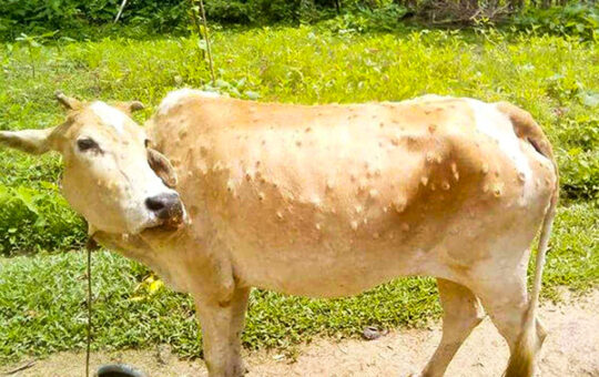 लंपी वायरस से संक्रमित गाय