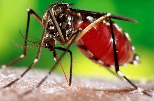 डेंगू मच्छर